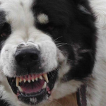 В Смоленске агрессивная собака напала на пожилую женщину с инвалидностью