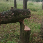 Неизвестные у Солдатского озера вырубили деревья