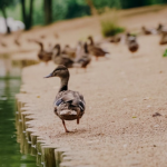 Почему гибнут утки в озере парка "Соловьиная роща"