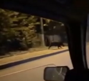 Видео: Под Смоленском возле школы заметили бегущего кабана