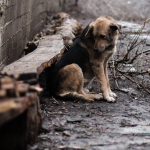 Власти опровергли отстрел бездомных животных в деревне под Смоленском