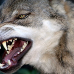 В "Смоленском Поозерье" решили вопрос с нападением волков-гибридов