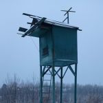 В Новосельцах в голубятне погубают птицы