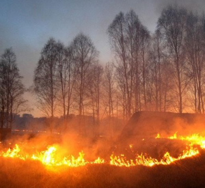 В Смоленской области зафиксировано более пятисот случаев палов травы