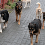 В Заднепровском районе свора агрессивных собак едва не порвала на куски женщину