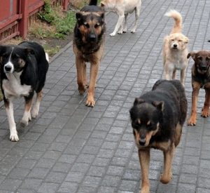 В Заднепровском районе свора агрессивных собак едва не порвала на куски женщину
