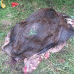 В Смоленской области браконьер убил лося