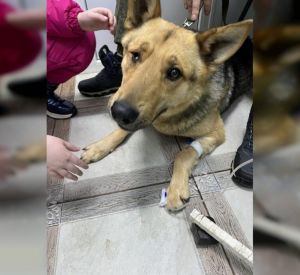 Под Смоленском живодер хвастался покушением на убийство собаки (фото)