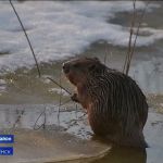 В Смоленском Поозерье сняли на видео семейство бобров