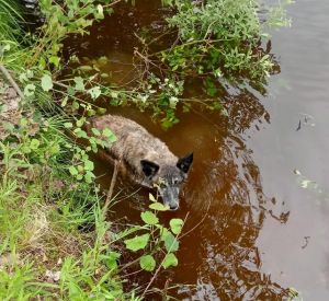 Под Смоленском пес попал в водяной плен
