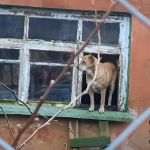 Видео: В частном смоленском приюте для собак рухнула крыша