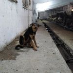 Правоохранительные органы отреагировали на массовое убийство собак на ферме в Смоленской области
