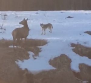 Под Смоленском охотничьи собаки загнали олененка в реку, но его спасли местные жители (видео)