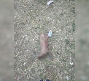 В Смоленской области на детской площадке нашли обезглавленный труп кошки