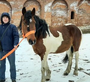 В Смоленске  поймали коня, создавшего суету на дороге