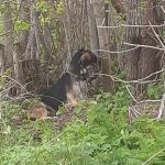 В Смоленской области неизвестный обрек собаку на страшную смерть