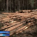 Видео: Жители Смоленской области обеспокоены судьбой леса в Гусино
