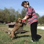 Видео: Жители Смоленска и области могут помочь приюту для животных Натальи Беликовой