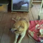 В Смоленске две собаки нуждается в помощи неравнодушных смолян