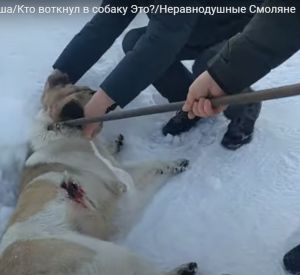 "Жестокость поражает". В Смоленске неустановленный живодёр расстрелял собаку из арбалета (видео)