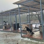 В Смоленске приют для животных Натальи Беликовой обратился за помощью