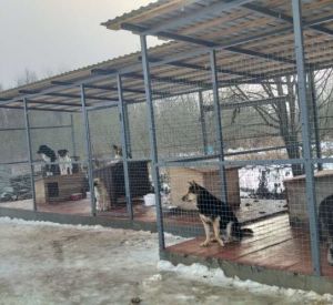 В Смоленске приют для животных Натальи Беликовой обратился за помощью