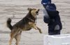 В Смоленской области бездомная собака напала на школьника