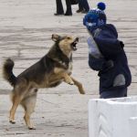 В Смоленской области бездомная собака напала на школьника
