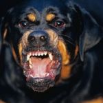 Под Смоленском агрессивная собака накинулась на детей