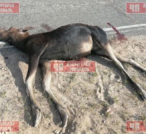 Под Смоленском автомобилист сбил лося и скрылся с места ДТП