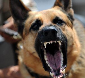 Под Смоленском хозяева собаки, укусившей ребенка, выплатят компенсацию в 70 тысяч