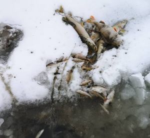 Причиной массовой гибели рыбы в реке Гжать стало загрязнение сточными водами и недостаток кислорода
