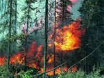 В пожарах в Смоленской области виноват человеческий фактор