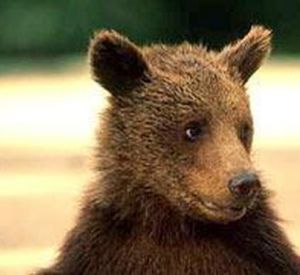 Житель Смоленска ответит за незаконное содержание медвежонка