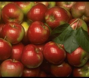 На Смоленщину прибыли яблоки с пестицидами