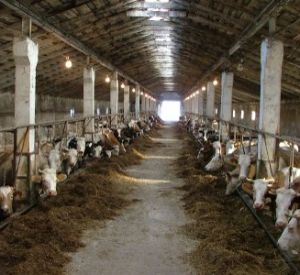 В Краснинском районе за антисанитарию на ферме временно закрыли колхоз