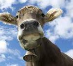 В Смоленской области взбесились коровы