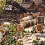 На Блонье вырубят 152 дерева