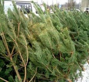 В городе определили семь мест продажи новогодних елок