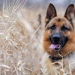 В Смоленске собака погибла из-за ссоры хозяев