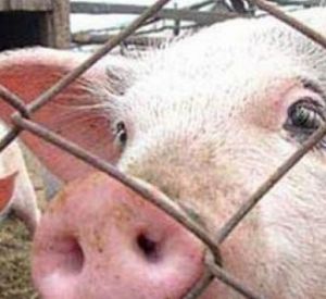 В области зафиксирована новая вспышка "свиной" чумы